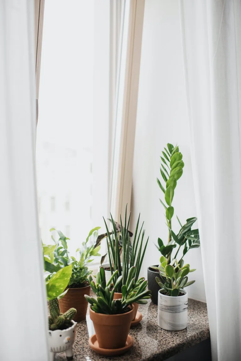 green plants on brown clay pot