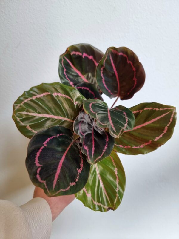 Calathea roseopicta 'Dottie' - Slika 2