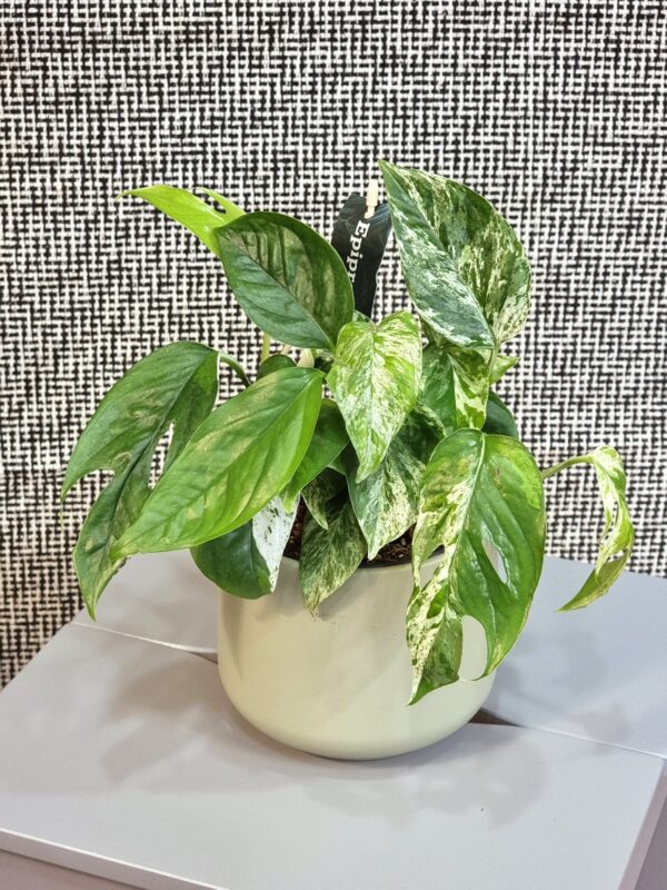 Epipremnum 'Marble King' - Slika 2