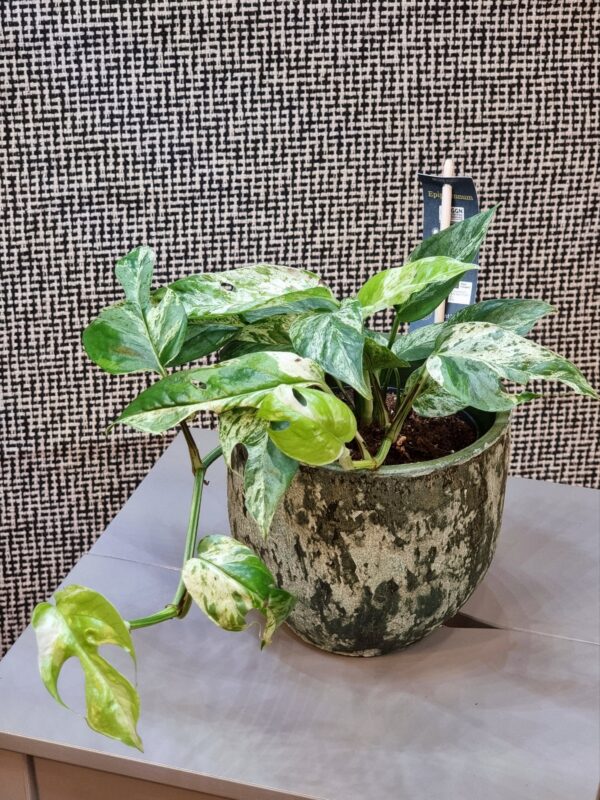 Epipremnum 'Marble King'