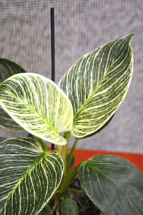 Philodendron 'White Measure' ('Birkin') - Slika 2