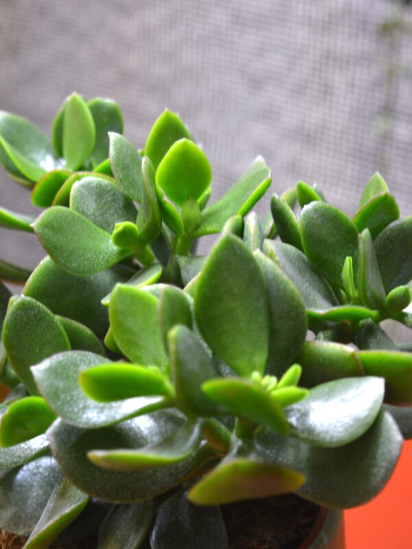 Crassula 'Minova Magic' - Slika 2