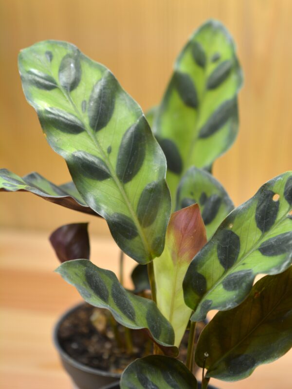 Calathea lancifolia - Slika 2