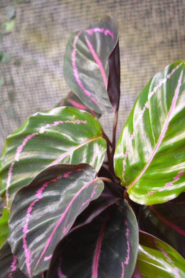 Calathea roseopicta 'Dottie' - Slika 3