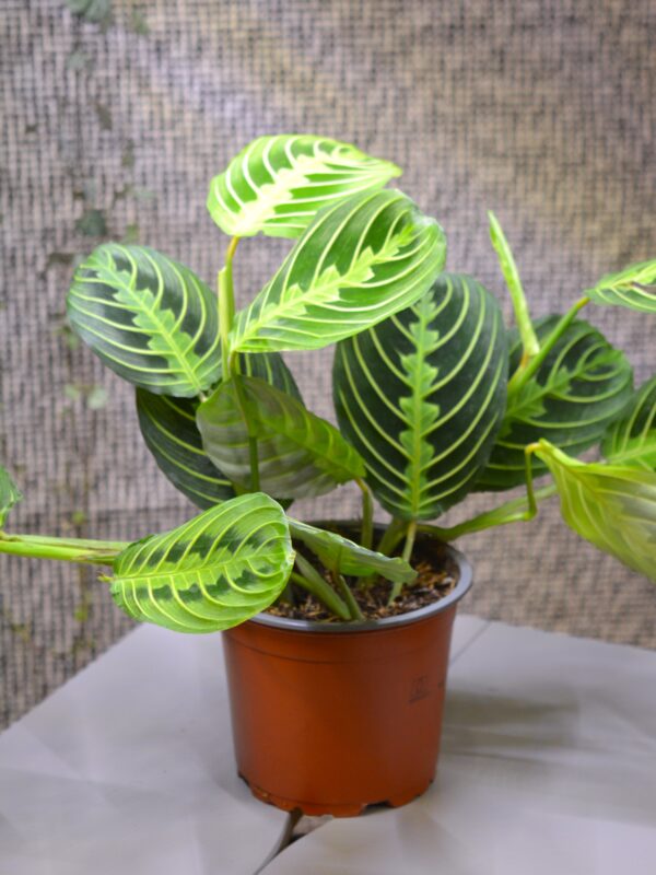 Maranta 'Lemon Lime'