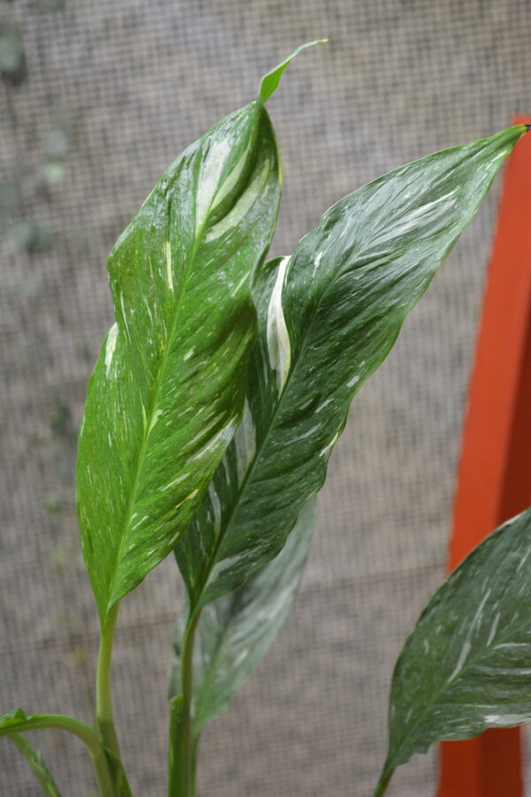 Spathiphyllum 'Diamond' - Slika 2