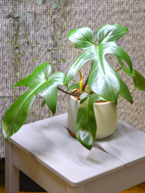 Philodendron 'Florida Green'