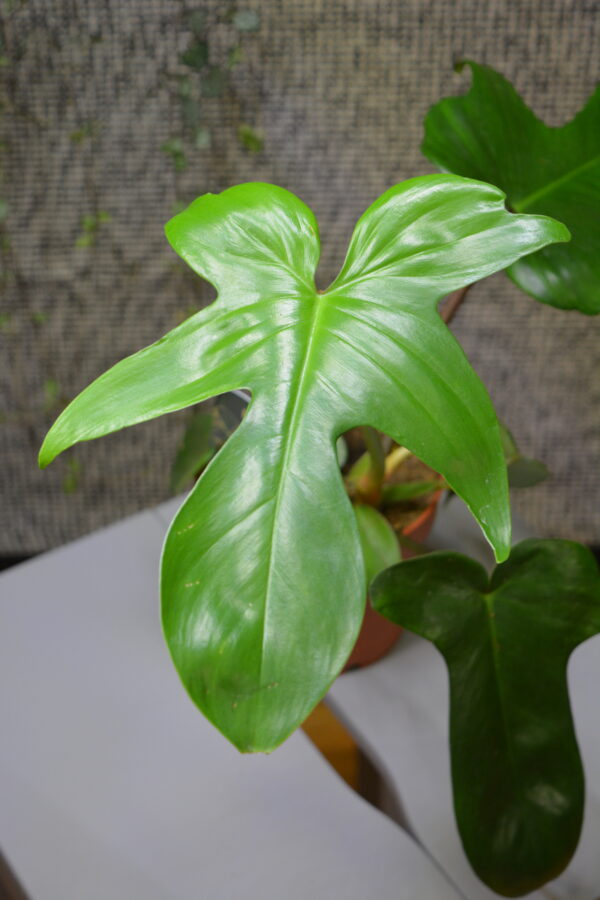 Philodendron 'Florida Green' - Slika 2