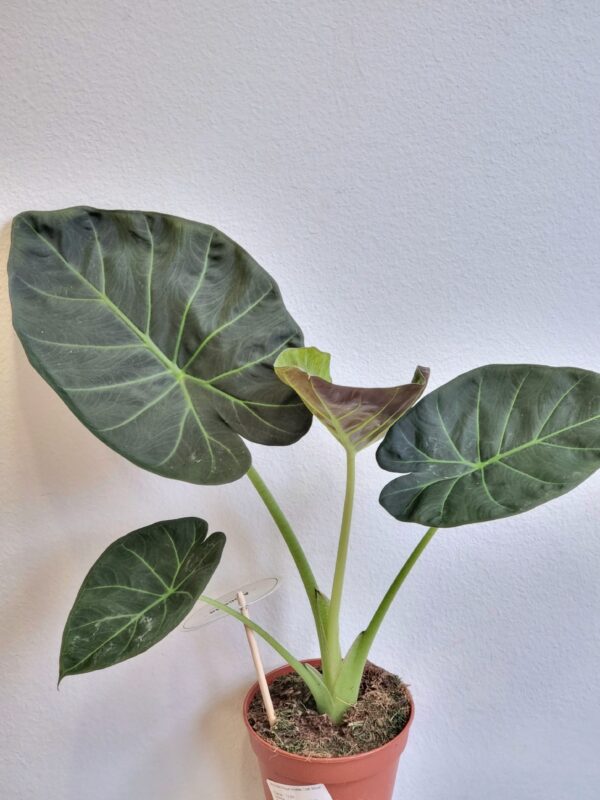 Alocasia 'Regal Shield'