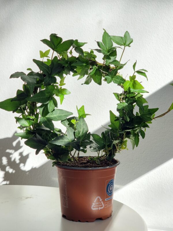 Hedera helix 'Shamrock' (Bršljan)