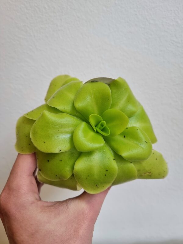 Pinguicula - Slika 2