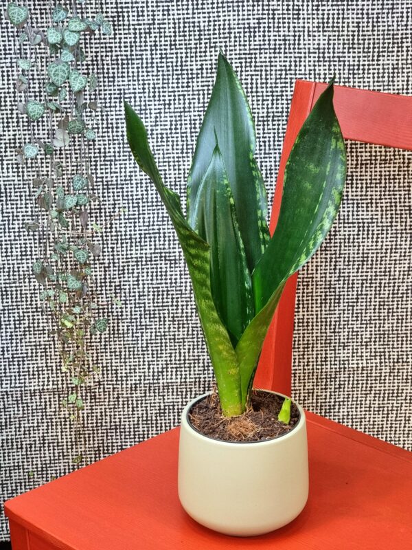 Sansevieria trifasciata 'Grey Stripe'