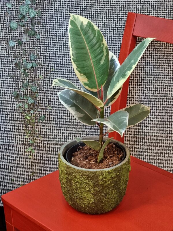 Ficus elastica 'Tineke'