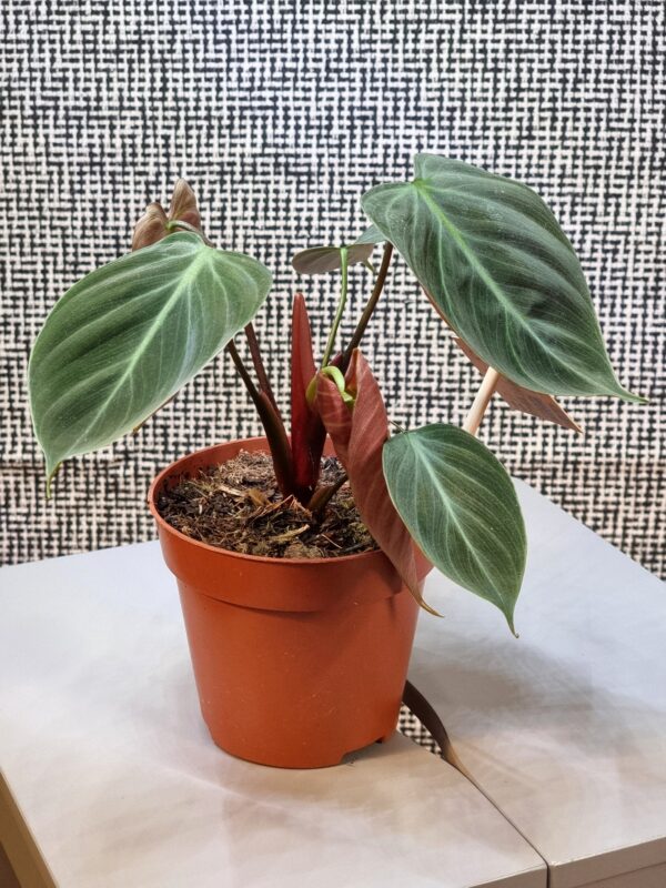 Philodendron 'El Choco Red'