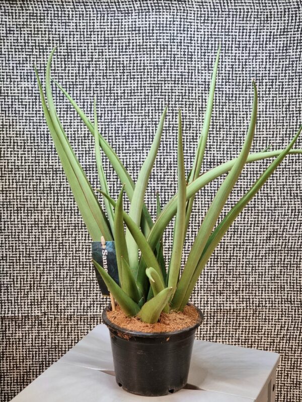 Sansevieria 'Chanin' ('Silver Syreni')