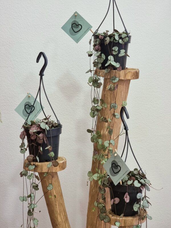 Ceropegia woodii (String of hearts)