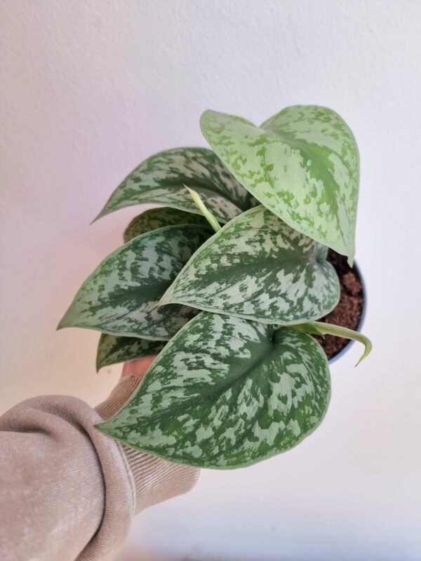 Scindapsus pictus 'Trebie'