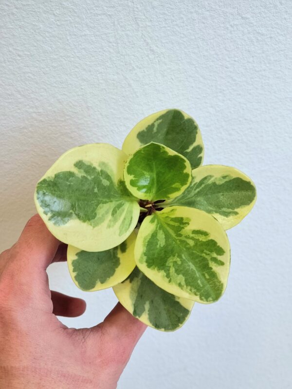 Peperomia obtusifolia 'USA'