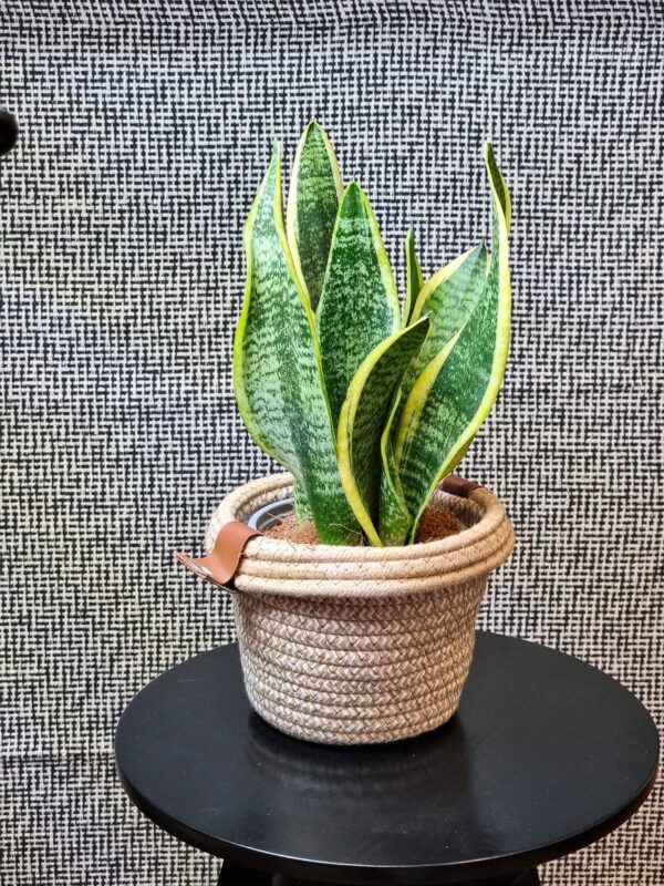 Sansevieria trifasciata 'Futura Superba' + tegla