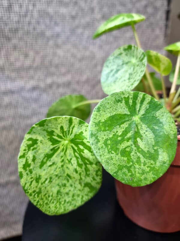 Pilea 'Mojito' - Slika 2