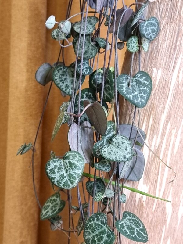 Ceropegia woodii (String of hearts) - Slika 2