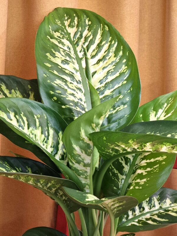 Dieffenbachia 'Reeva' - Slika 2