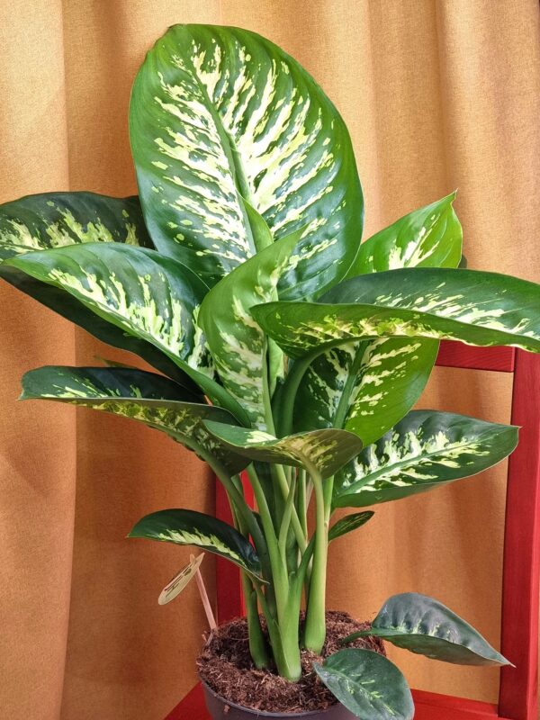 Dieffenbachia 'Reeva'