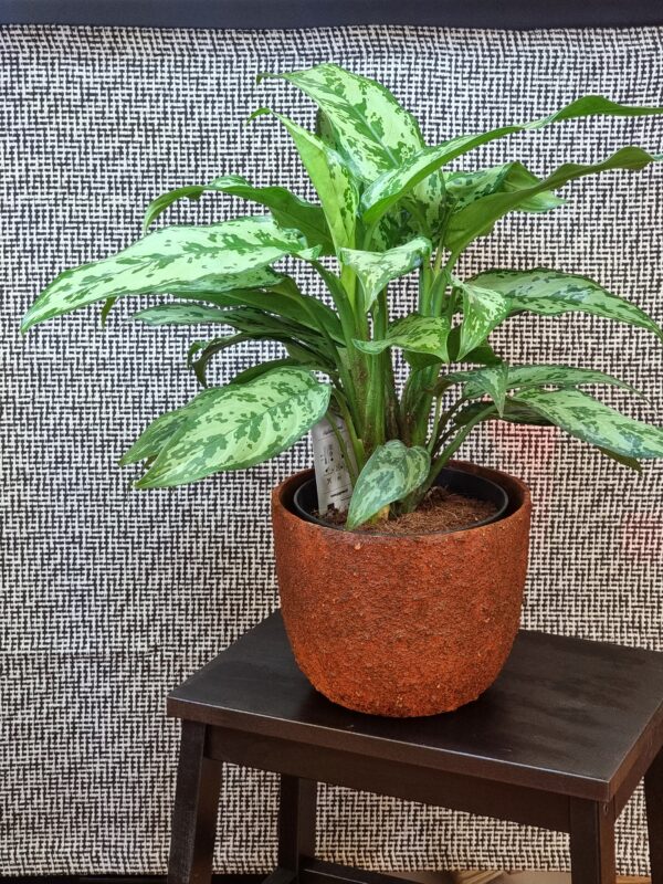 Aglaonema 'Romeo'