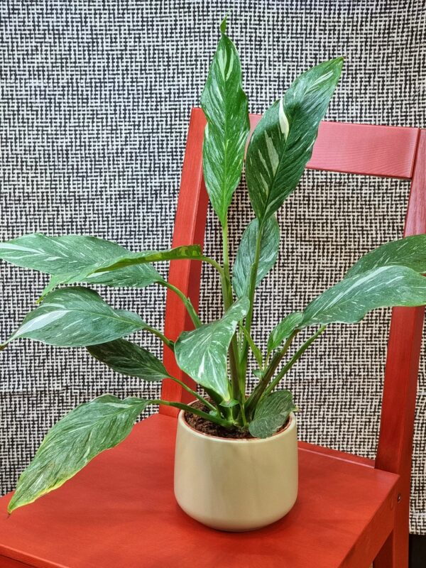 Spathiphyllum 'Diamond'