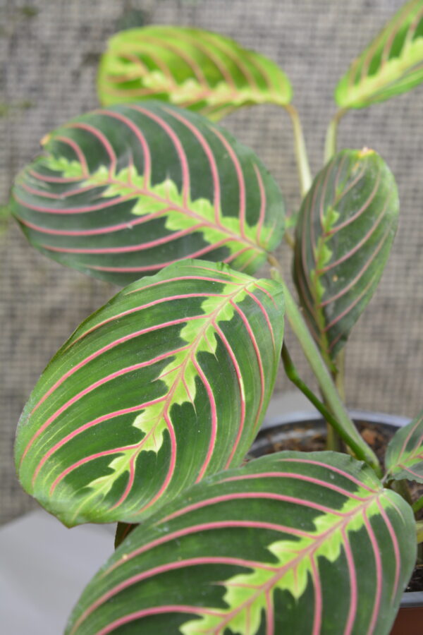 Maranta Leuconeura - Slika 2