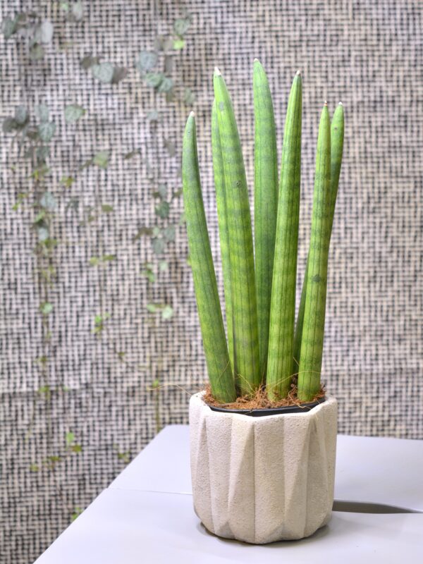 Sansevieria Cylindrica