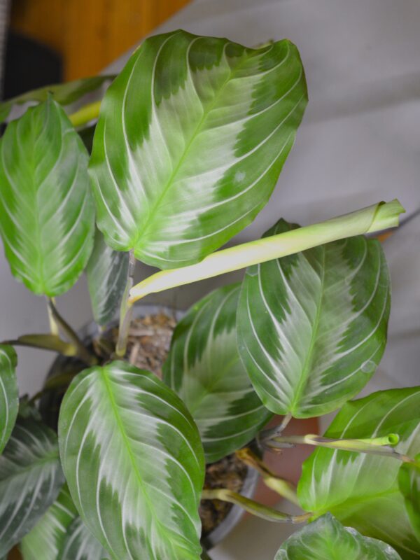 Maranta Leuconeura 'Silver Band' - Slika 2