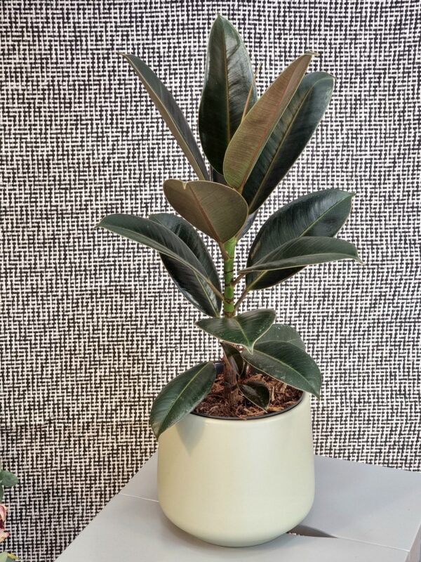 Ficus elastica 'Melany'