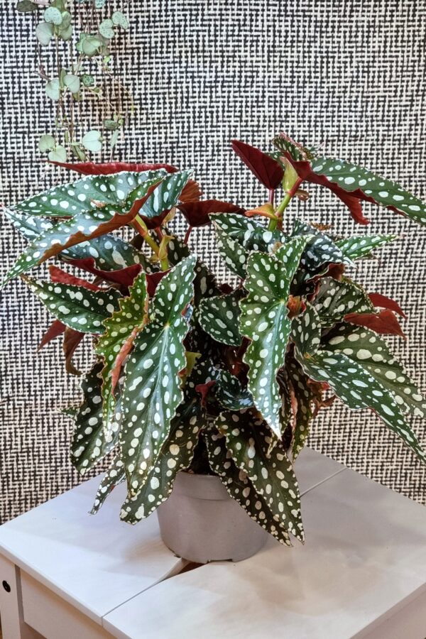 Begonia maculata 'Spotlight Green'