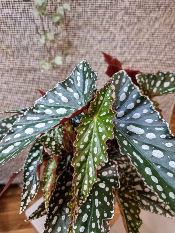 Begonia maculata 'Spotlight Green' - Slika 2