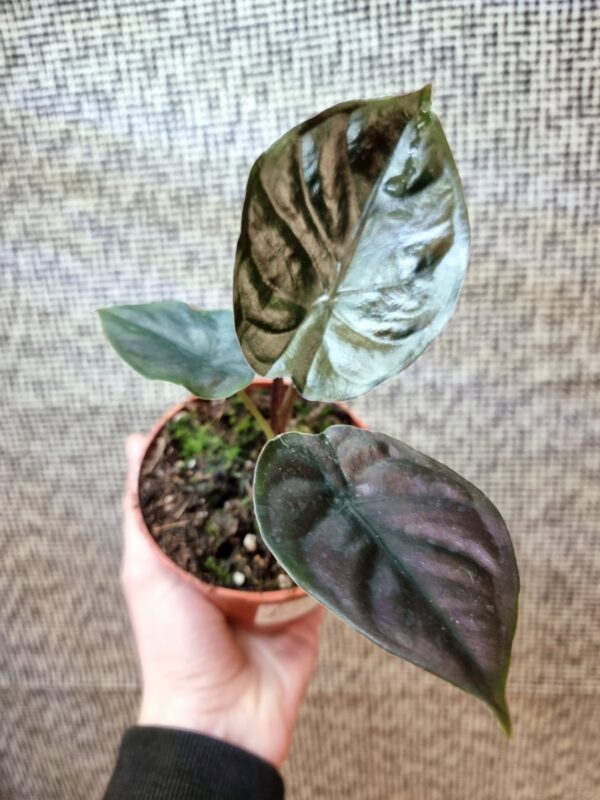 Alocasia infernalis 'Black Magic'